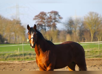 Caballo de salto Oldenburgo, Caballo castrado, 4 años, 168 cm, Castaño