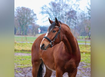 Caballo de salto Oldenburgo, Caballo castrado, 4 años, 168 cm, Castaño