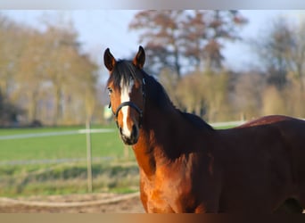 Caballo de salto Oldenburgo, Caballo castrado, 4 años, 168 cm, Castaño