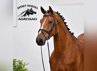 Caballo de salto Oldenburgo, Caballo castrado, 4 años, 168 cm, Castaño