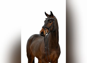 Caballo de salto Oldenburgo, Caballo castrado, 4 años, 168 cm, Castaño oscuro