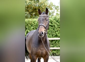 Caballo de salto Oldenburgo, Caballo castrado, 4 años, 168 cm, Castaño oscuro