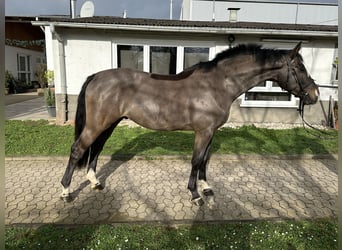 Caballo de salto Oldenburgo, Caballo castrado, 4 años, 168 cm, Morcillo