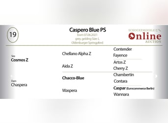 Caballo de salto Oldenburgo, Caballo castrado, 4 años, 168 cm, Tordo