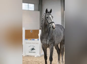 Caballo de salto Oldenburgo, Caballo castrado, 4 años, 168 cm, Tordo