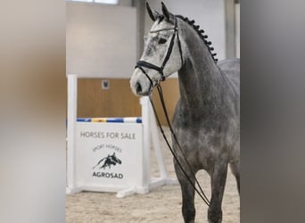 Caballo de salto Oldenburgo, Caballo castrado, 4 años, 168 cm, Tordo