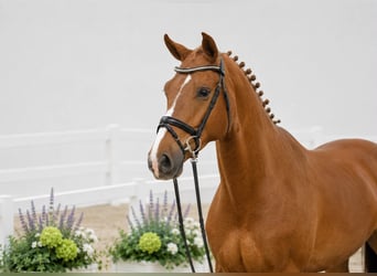 Caballo de salto Oldenburgo, Caballo castrado, 4 años, 169 cm, Alazán