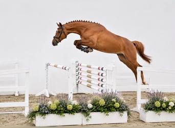 Caballo de salto Oldenburgo, Caballo castrado, 4 años, 169 cm, Alazán