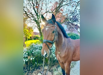 Caballo de salto Oldenburgo, Caballo castrado, 4 años, 169 cm, Castaño Caballo de salto Oldenburgo, Caballo castrado, 4 años, 169 cm, Castaño