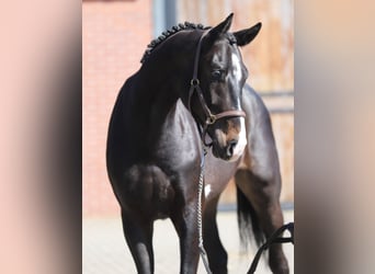Caballo de salto Oldenburgo, Caballo castrado, 4 años, 169 cm, Morcillo