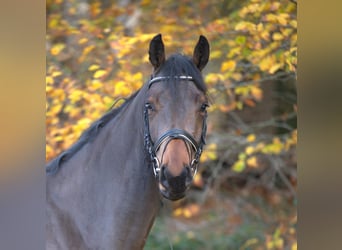 Caballo de salto Oldenburgo, Caballo castrado, 4 años, 170 cm, Castaño