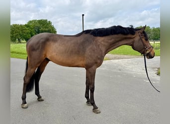 Caballo de salto Oldenburgo, Caballo castrado, 4 años, 170 cm, Castaño