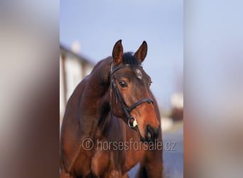 Caballo de salto Oldenburgo, Caballo castrado, 4 años, 170 cm, Castaño