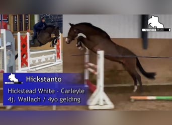 Caballo de salto Oldenburgo, Caballo castrado, 4 años, 170 cm, Castaño oscuro