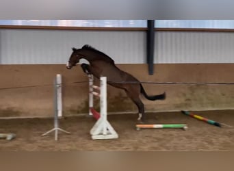 Caballo de salto Oldenburgo, Caballo castrado, 4 años, 170 cm, Castaño oscuro