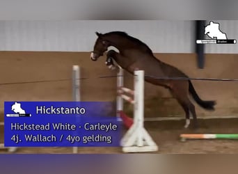 Caballo de salto Oldenburgo, Caballo castrado, 4 años, 170 cm, Castaño oscuro