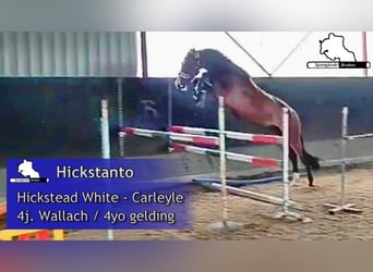 Caballo de salto Oldenburgo, Caballo castrado, 4 años, 170 cm, Castaño oscuro