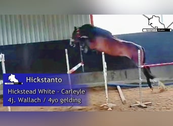 Caballo de salto Oldenburgo, Caballo castrado, 4 años, 170 cm, Castaño oscuro