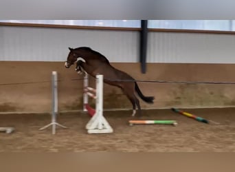 Caballo de salto Oldenburgo, Caballo castrado, 4 años, 170 cm, Castaño oscuro