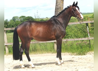 Caballo de salto Oldenburgo, Caballo castrado, 4 años, 170 cm, Castaño oscuro