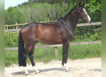 Caballo de salto Oldenburgo, Caballo castrado, 4 años, 170 cm, Castaño oscuro