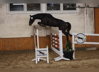 Caballo de salto Oldenburgo, Caballo castrado, 4 años, 170 cm, Morcillo