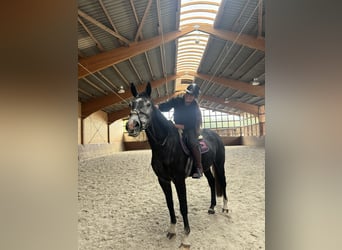 Caballo de salto Oldenburgo, Caballo castrado, 4 años, 174 cm, Tordillo negro