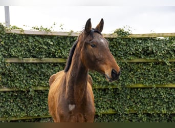 Caballo de salto Oldenburgo, Caballo castrado, 4 años, 175 cm, Castaño