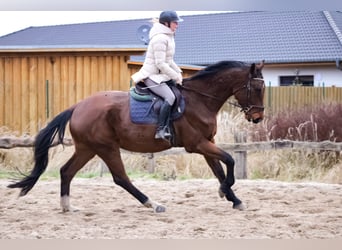 Caballo de salto Oldenburgo, Caballo castrado, 4 años, 179 cm, Castaño