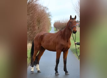 Caballo de salto Oldenburgo, Caballo castrado, 4 años, 179 cm, Castaño