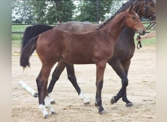 Caballo de salto Oldenburgo, Caballo castrado, 4 años, 179 cm, Castaño