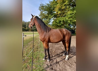 Caballo de salto Oldenburgo, Caballo castrado, 4 años, 180 cm, Castaño