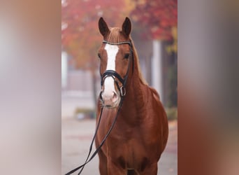 Caballo de salto Oldenburgo, Caballo castrado, 4 años, Alazán