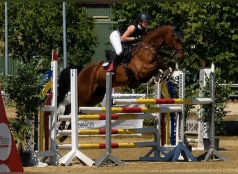 Caballo de salto Oldenburgo, Caballo castrado, 5 años, 160 cm, Castaño