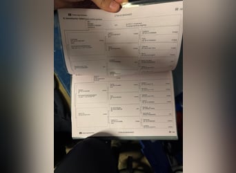 Caballo de salto Oldenburgo, Caballo castrado, 5 años, 160 cm, Musgo marrón