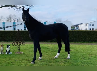 Caballo de salto Oldenburgo, Caballo castrado, 5 años, 160 cm, Negro