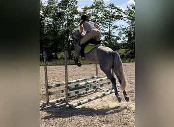 Caballo de salto Oldenburgo, Caballo castrado, 5 años, 160 cm, Tordo