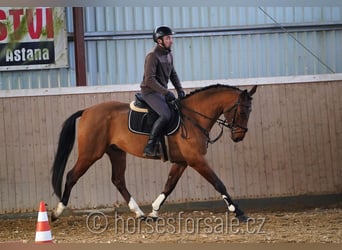 Caballo de salto Oldenburgo, Caballo castrado, 5 años, 163 cm, Castaño