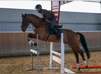 Caballo de salto Oldenburgo, Caballo castrado, 5 años, 163 cm, Castaño