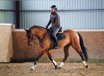 Caballo de salto Oldenburgo, Caballo castrado, 5 años, 163 cm, Castaño