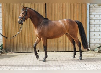 Caballo de salto Oldenburgo, Caballo castrado, 5 años, 163 cm, Castaño