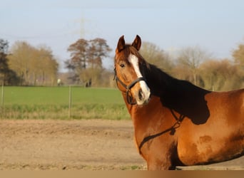 Caballo de salto Oldenburgo, Caballo castrado, 5 años, 165 cm, Alazán