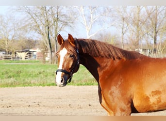 Caballo de salto Oldenburgo, Caballo castrado, 5 años, 165 cm, Alazán