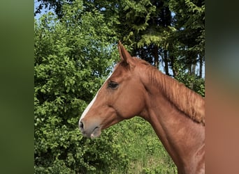 Caballo de salto Oldenburgo, Caballo castrado, 5 años, 165 cm, Alazán