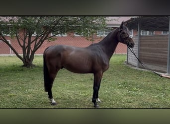 Caballo de salto Oldenburgo, Caballo castrado, 5 años, 165 cm, Castaño
