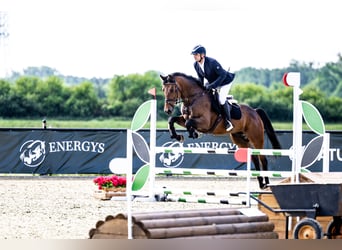 Caballo de salto Oldenburgo, Caballo castrado, 5 años, 166 cm, Castaño