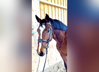 Caballo de salto Oldenburgo, Caballo castrado, 5 años, 166 cm, Castaño