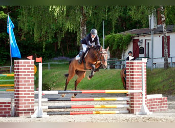 Caballo de salto Oldenburgo, Caballo castrado, 5 años, 166 cm, Castaño