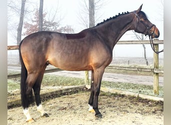Caballo de salto Oldenburgo, Caballo castrado, 5 años, 166 cm, Castaño oscuro