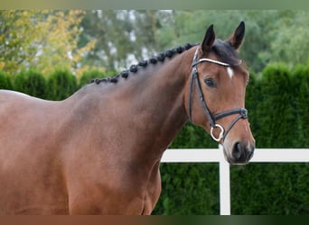 Caballo de salto Oldenburgo, Caballo castrado, 5 años, 167 cm, Castaño